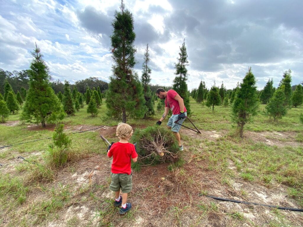 a father and son Cut their Own Christmas Tree at Santa's Farm Eustis Florida
