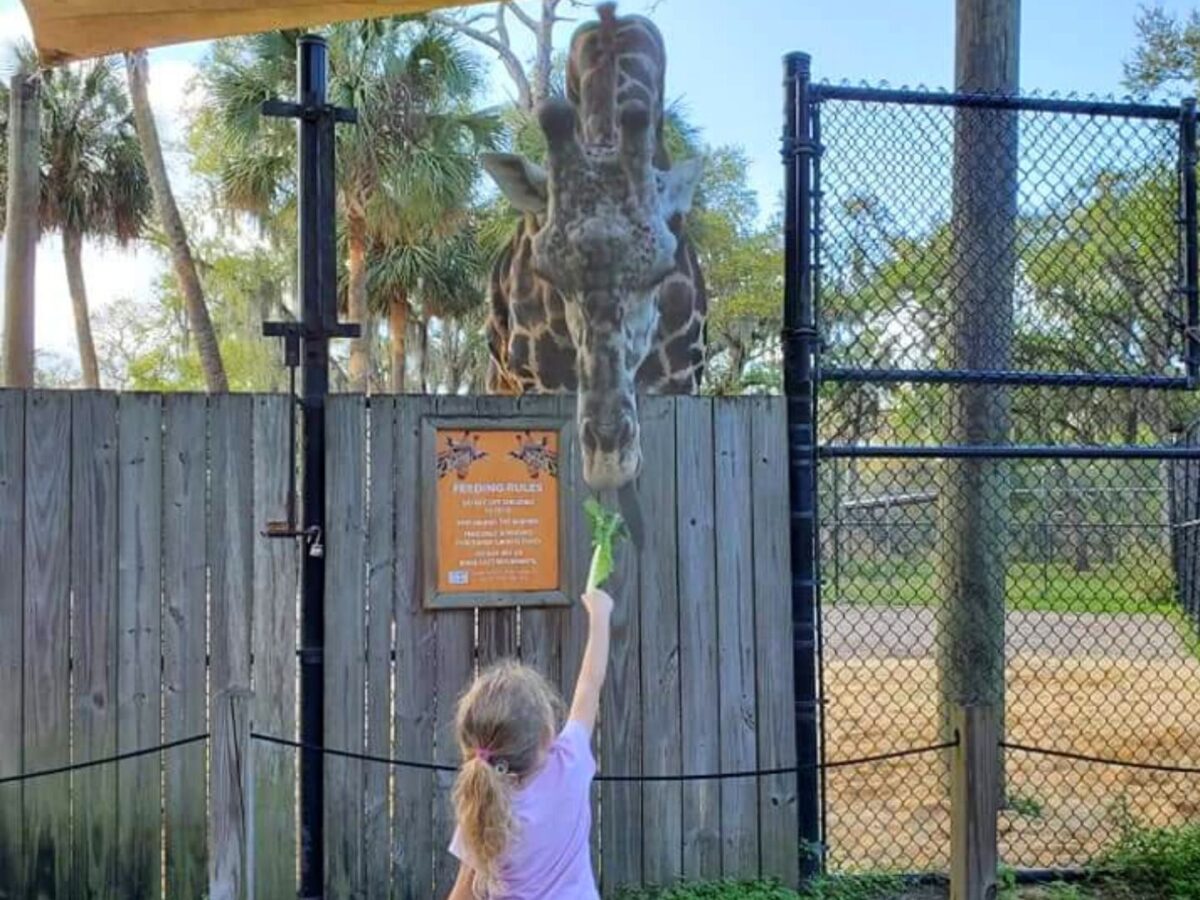 Parent’s Ultimate Guide to Central Florida Zoo Homeschool Classes
