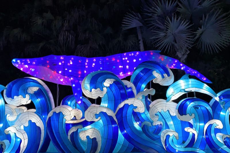 Whale and Dolphin Display Asian Lantern Festival at Central Florida Zoo 