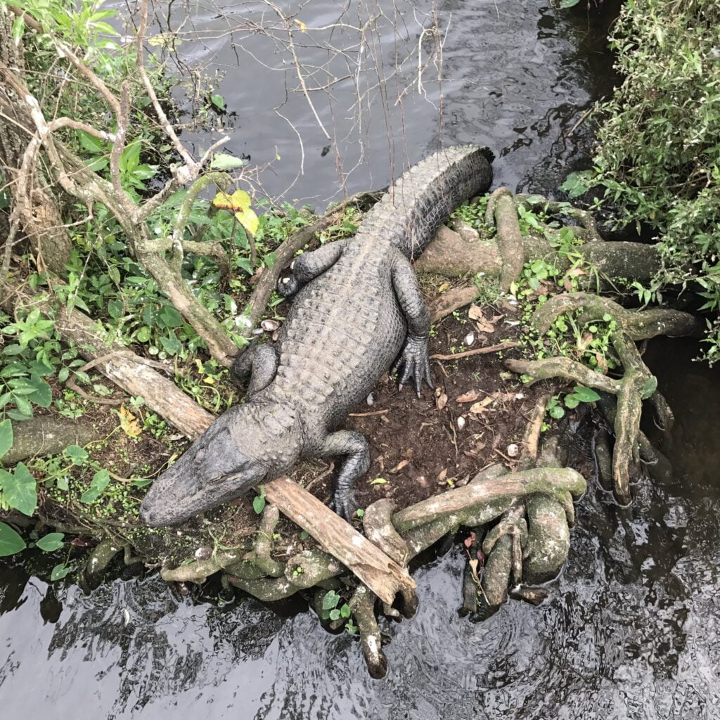 Alligator in marshy area at Gatorland Florida - Dani Meyering