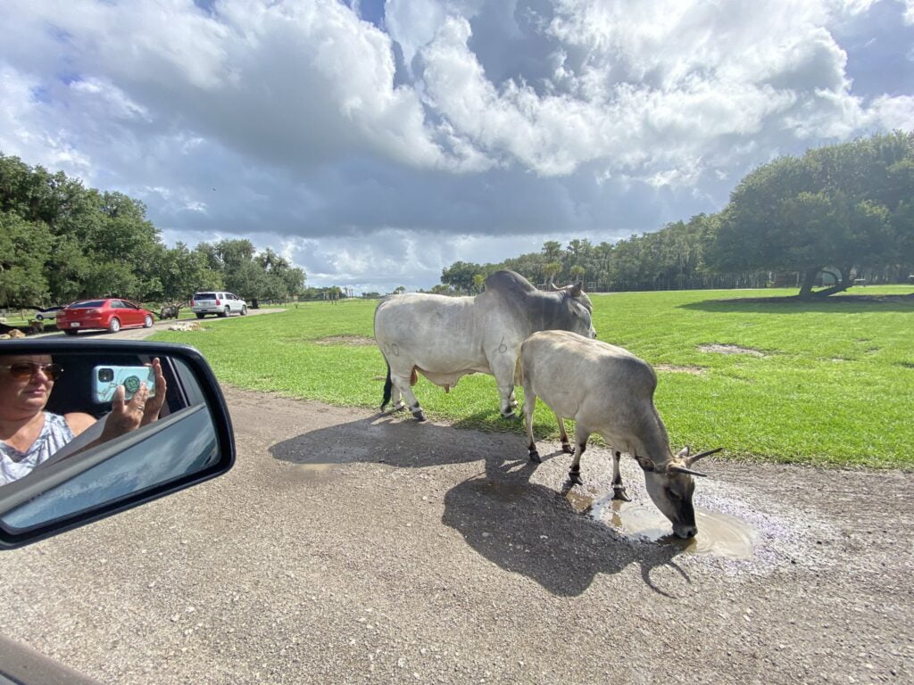 a woman takes a photo of two cattle outside her car window at Drive-Thru Safari at Wild Florida 