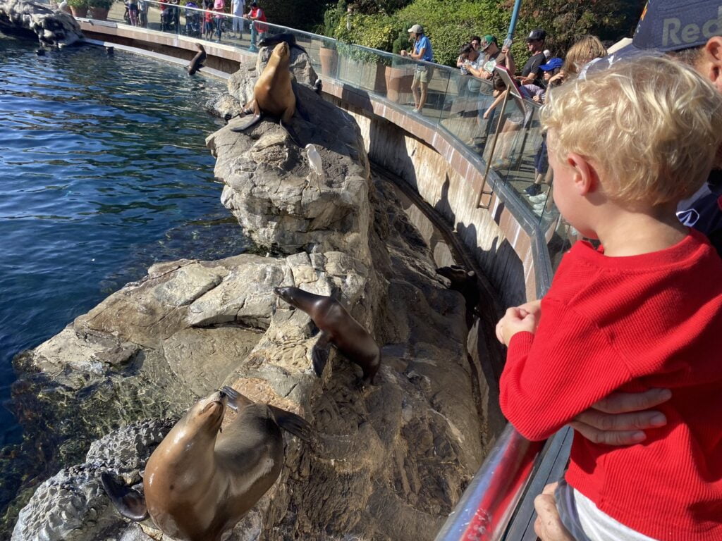 a young boy feed sea lions as his father holds him at SeaWorld Orlando