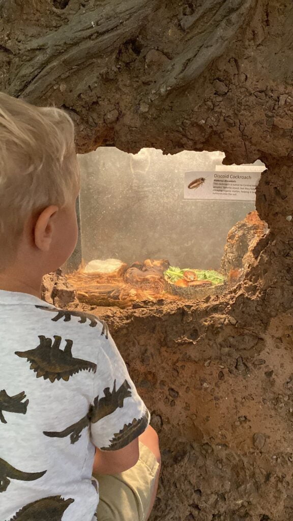 a boy looks at cockroaches at the Insect Exhibit at Central Florida Zoo