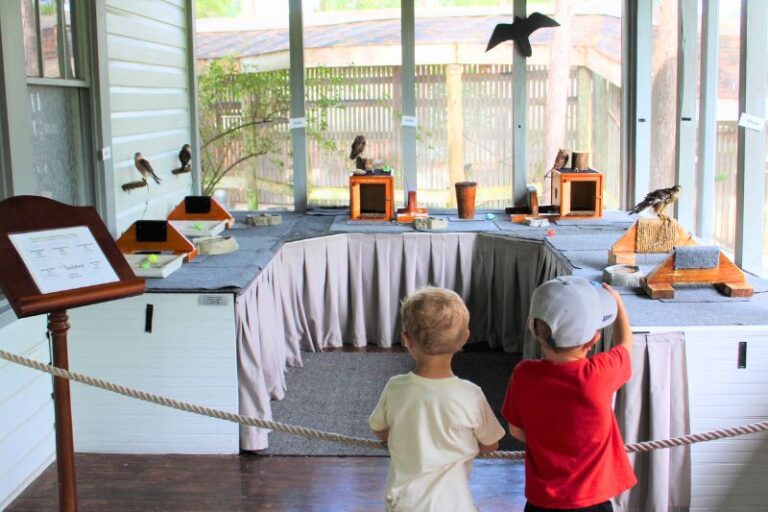 two young boys look at birds of prey animal exhibit in orlando
