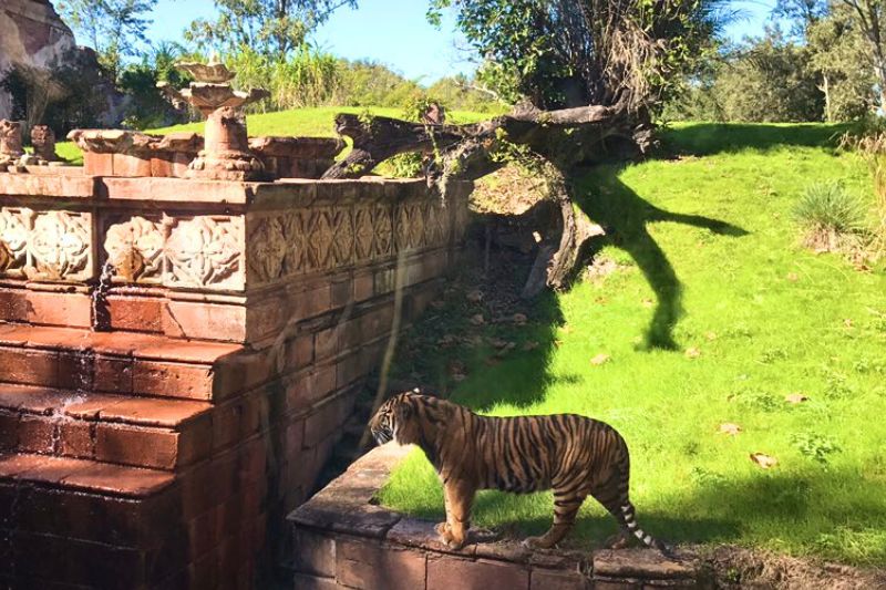 Tiger at Maharajah Jungle Trek Animal Kingdom