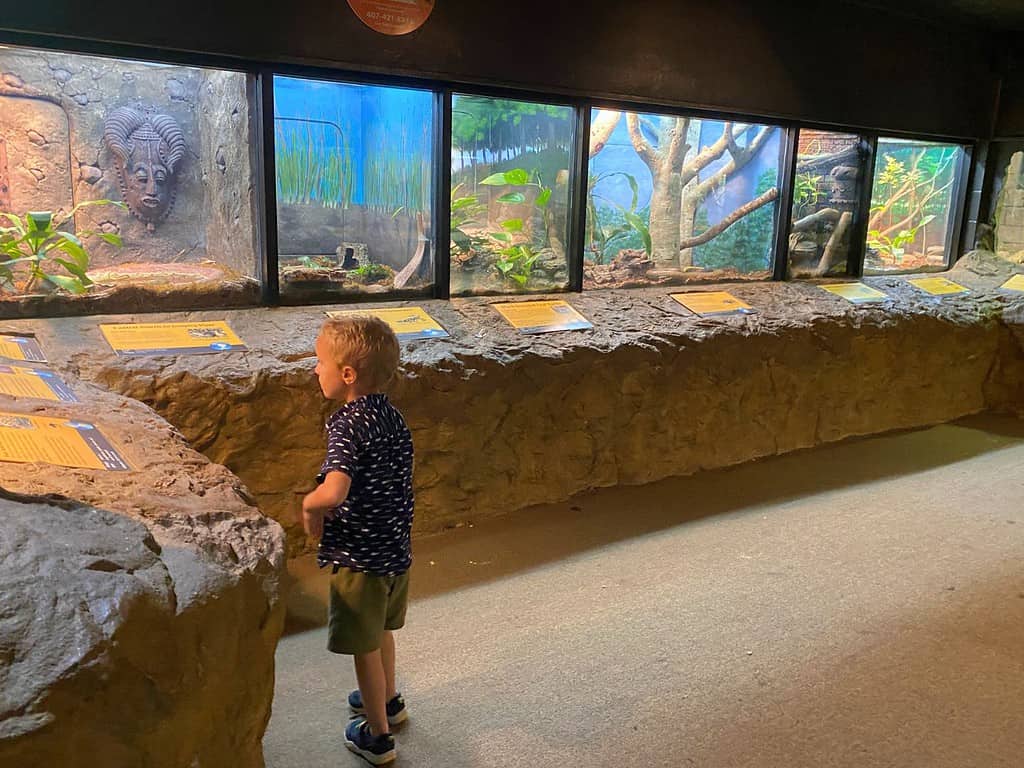 young boy admires the reptile house exhibit at central florida zoo