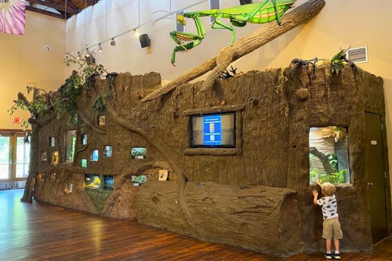 young boy views insect display area at Central Florida Zoo