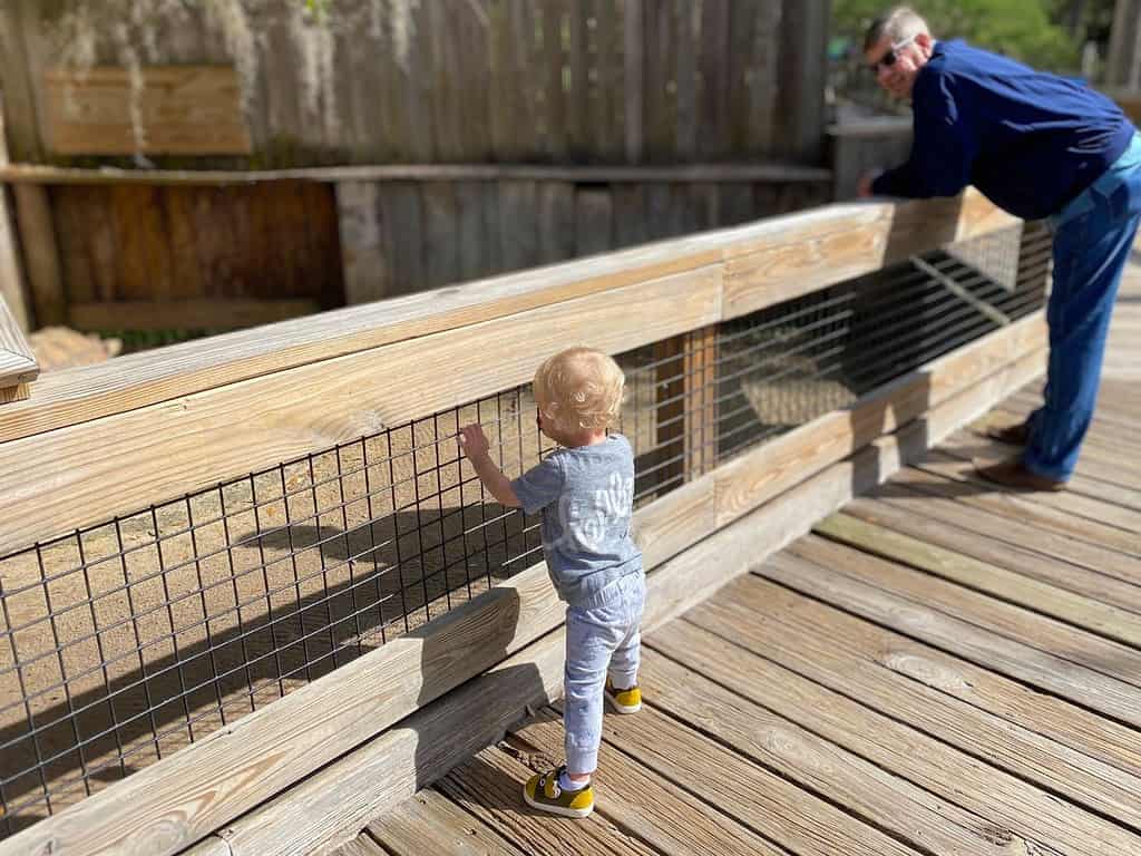 a young toddler looks into an animal exhibit at central florida zoo with an adult near him