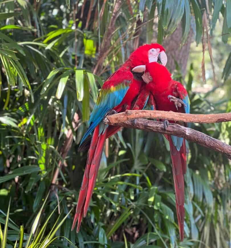 macaws at discovery cove orlando