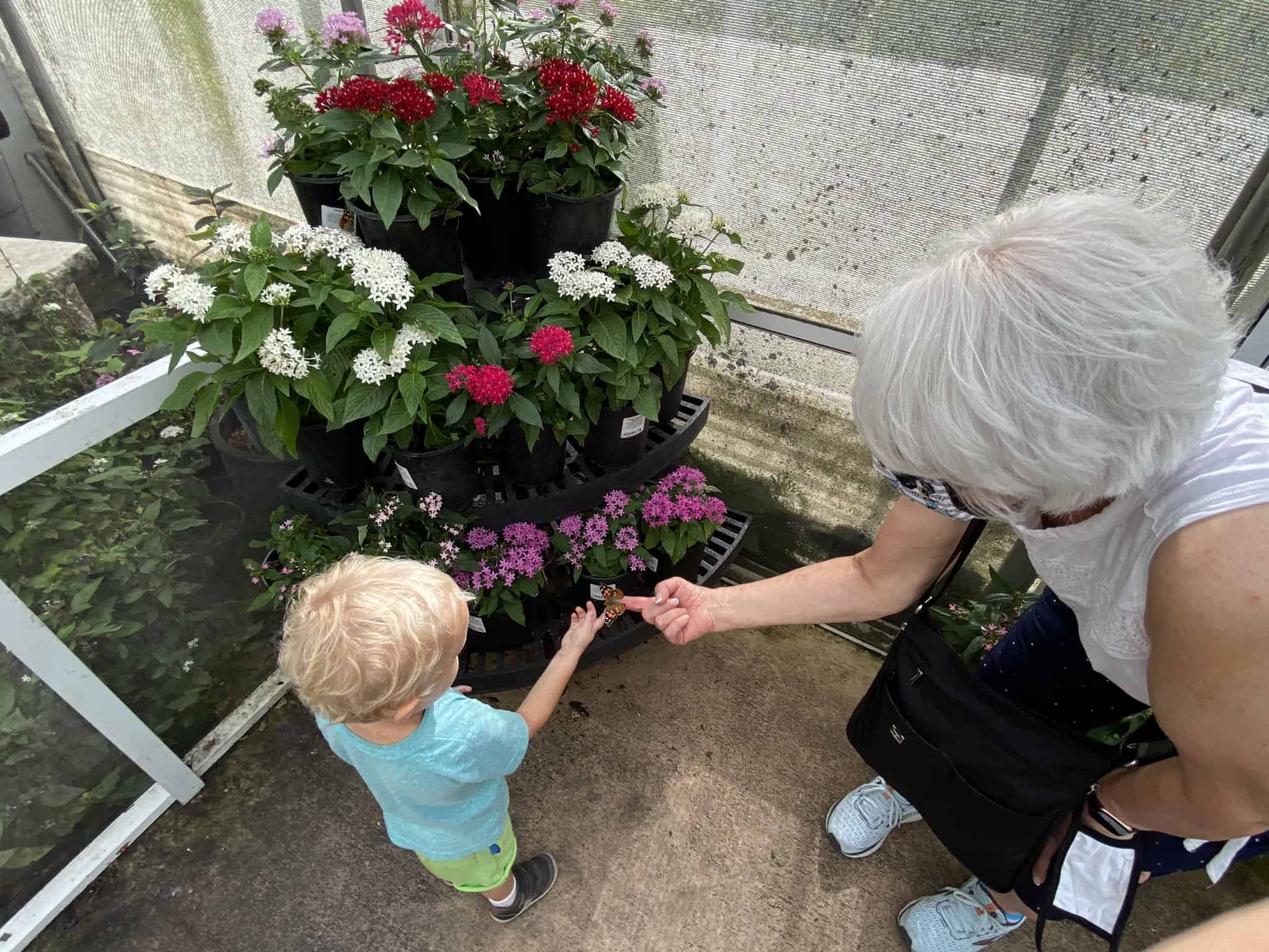 a young boy and his grandmother at a butterfly encounter in Oviedo Florida near Orlando