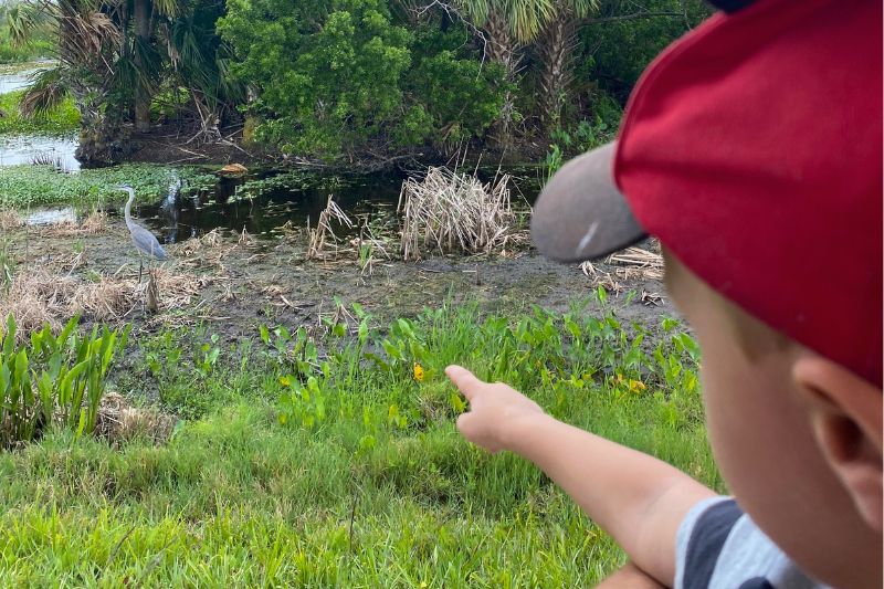 a young boy points to florida wildlife inside orlando wetlands park