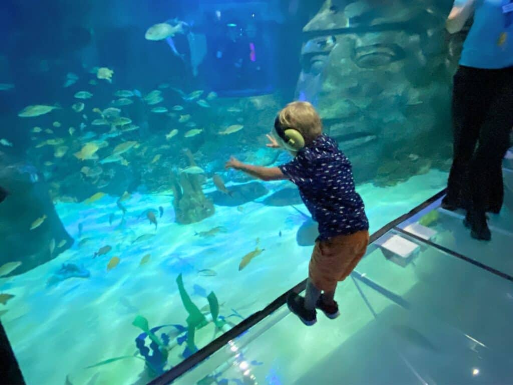 a young boy looks into a large habitat area at sea life aquarium in orlando