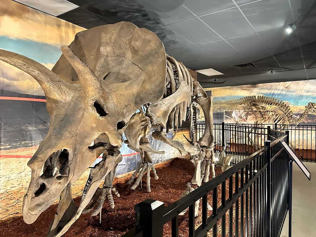 Triceratops Skeleton Cast New Doom of the Dinosaurs Exhibit at Dinosaur World