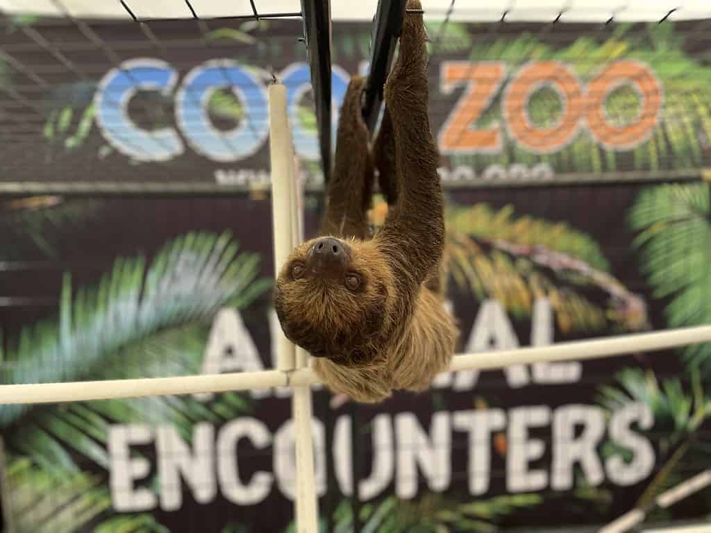 a sloth hangs upside down at Cool Zoo Orlando 