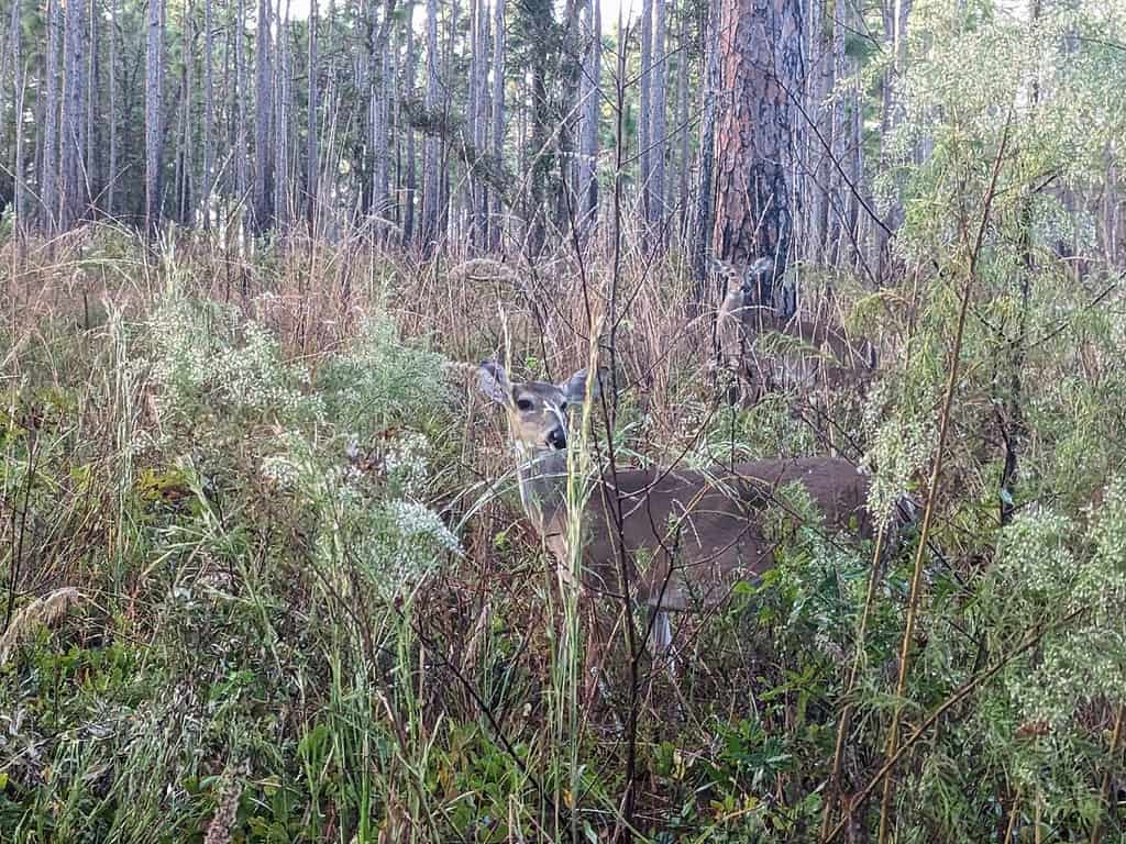 Florida Deer at Wekiwa Springs State Park