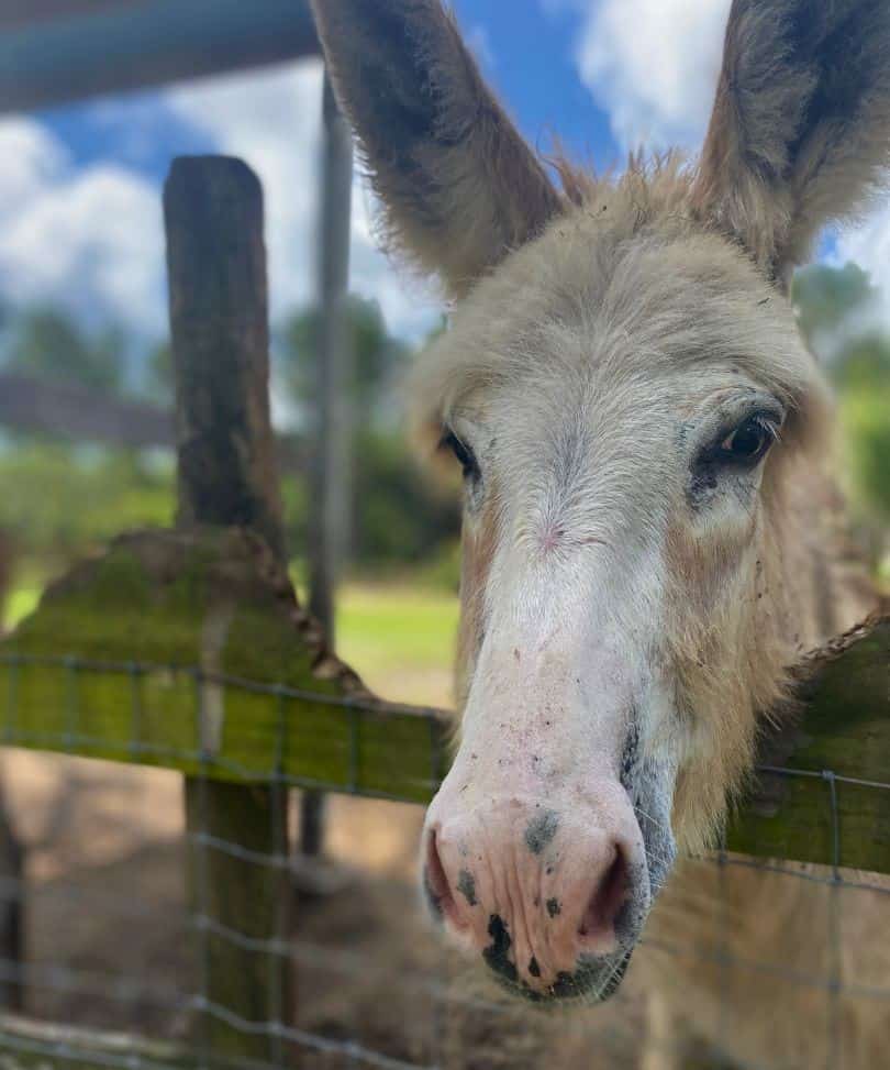 Old Red Barn Geneva Florida Donkey - image by Dani Meyering