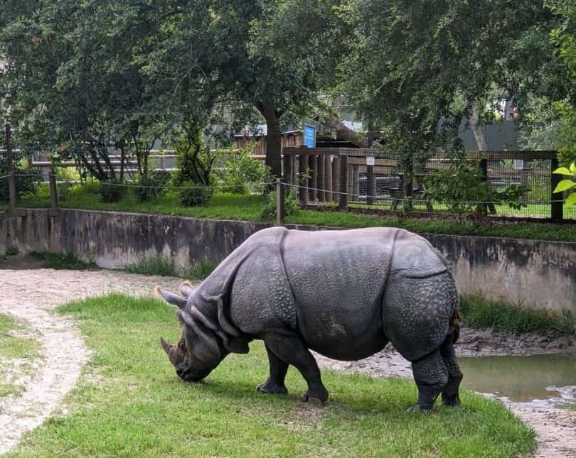 Rhino at Central Florida Zoo