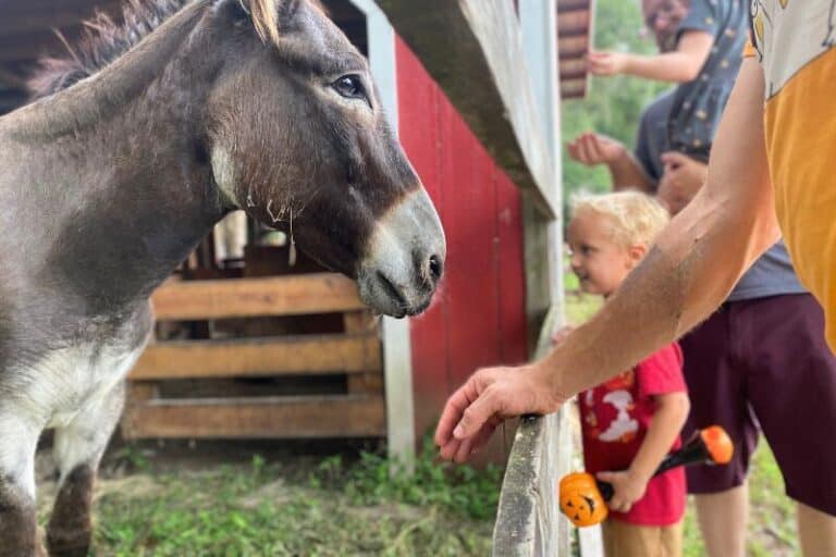Best Orlando Petting Zoos and Small Farms for Cuddle Time with Kids