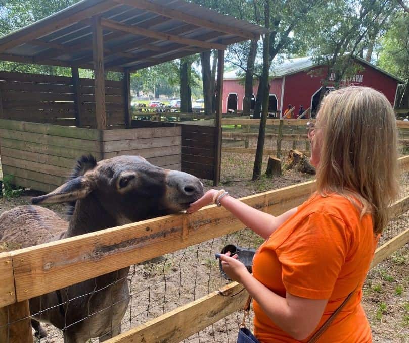 Donkey-Petting-Zoo-at-Santas-Farm-Florida