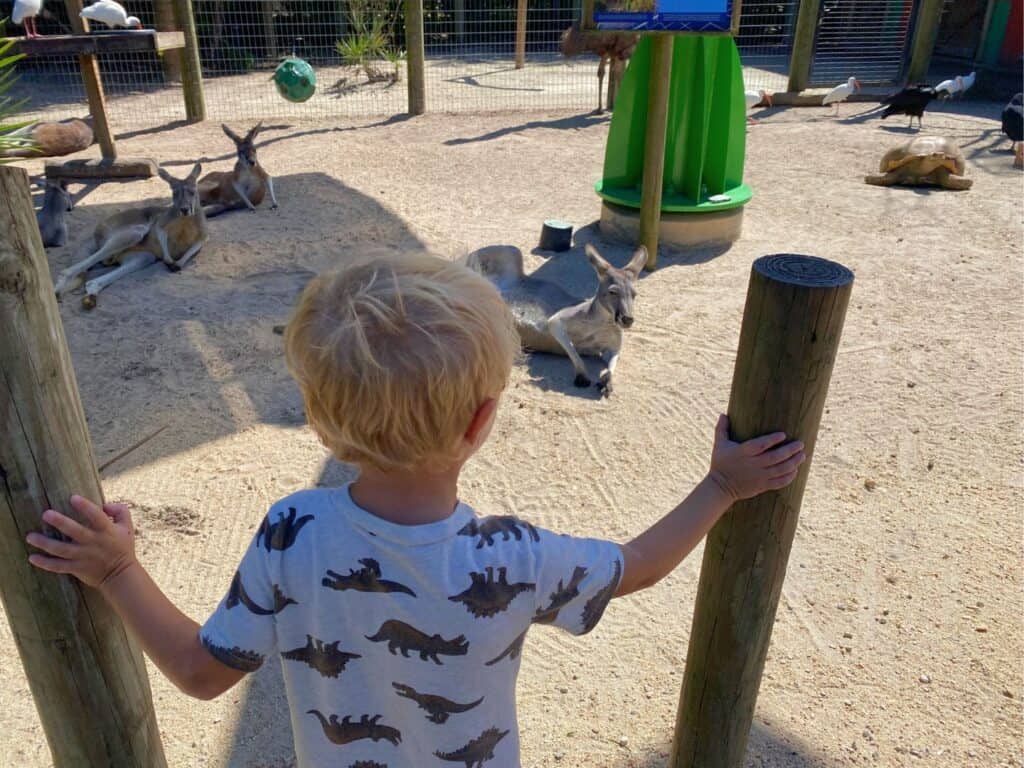 a young boy enjoys the kangaroo exhibit at Brevard Zoo