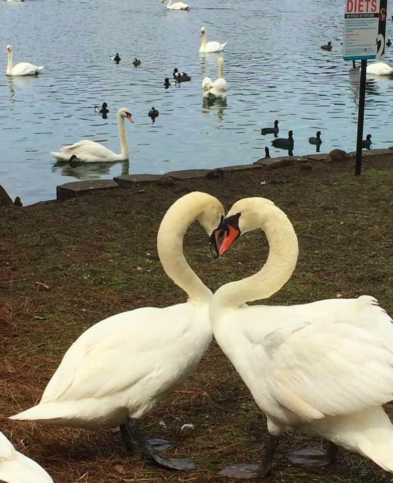Swans at Lake Eola Park Orlando facing each other