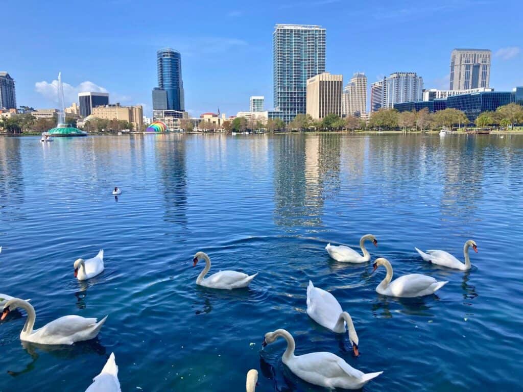 Swans in the Water at Lake Eola Park Orlando