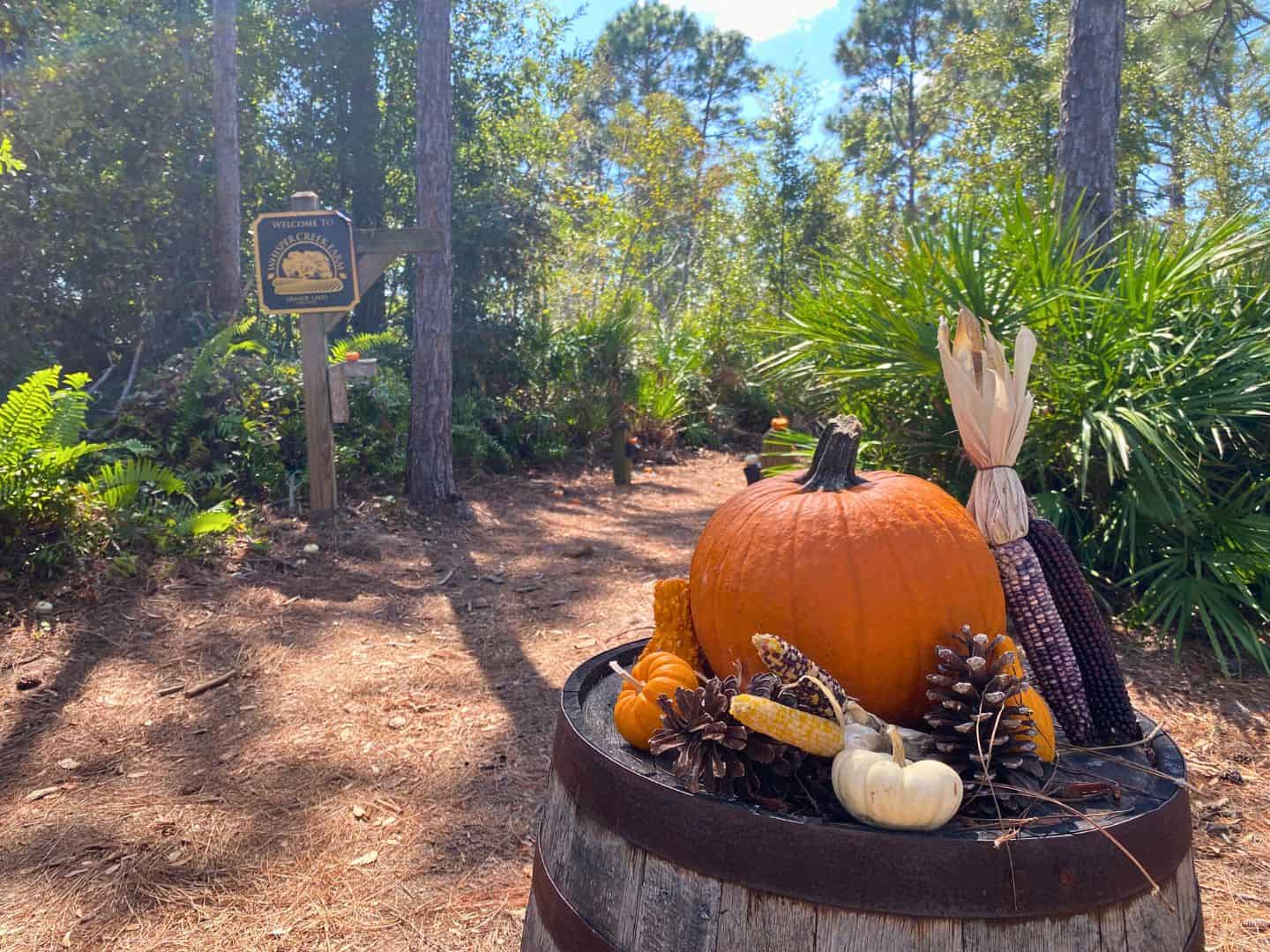 9 Best Hayrides in Orlando for Frolicking Fall Family Outing - Orlando ...