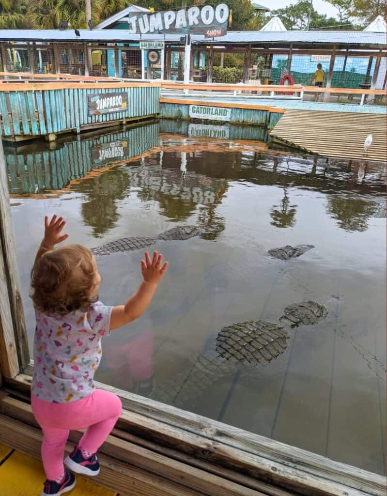 a young toddler enjoys the Gatorland Viewing Area for Kids