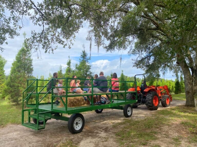 8 Best Hayrides in Orlando for Frolicking Fall Family Outing
