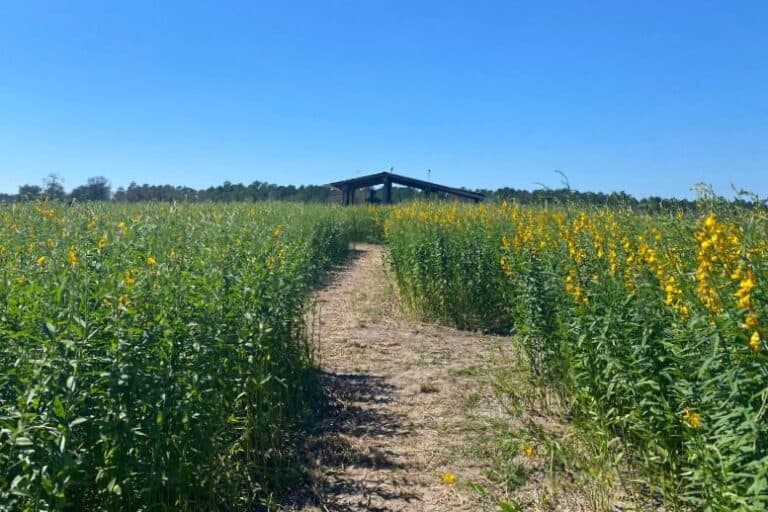 Orlando Corn Mazes for Festive Fall Family Fun with Kids