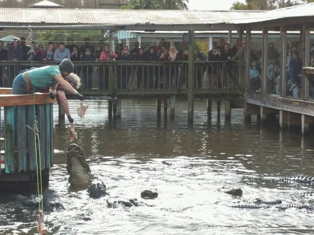 staff members feed chicken to gators during Orlando Gatorland Feeding Show 