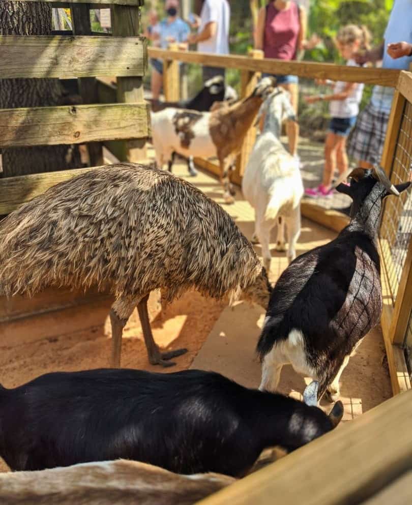 goats and emu at Petting Zoo Gatorland Orlando for Kids 