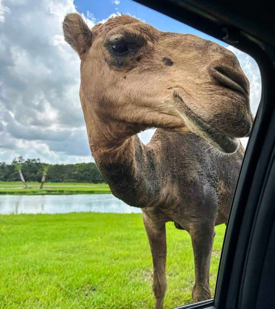 Camel peaking head near car window at Wild Florida Drive-Thru Safari 