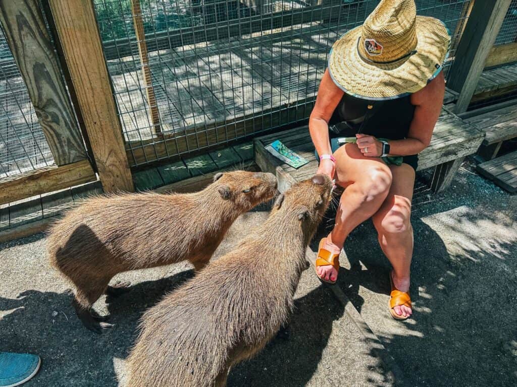 guest feeding two capybaras at wild florida gator park