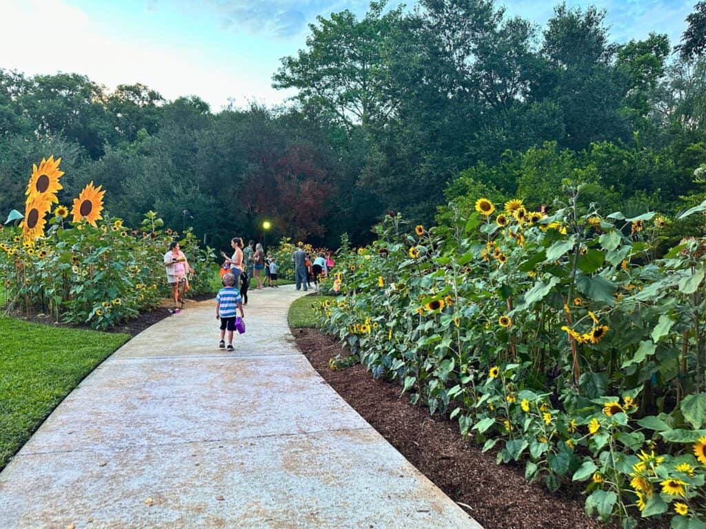 guests enjoy sunflower fields at Happy Frights Leu Gardens