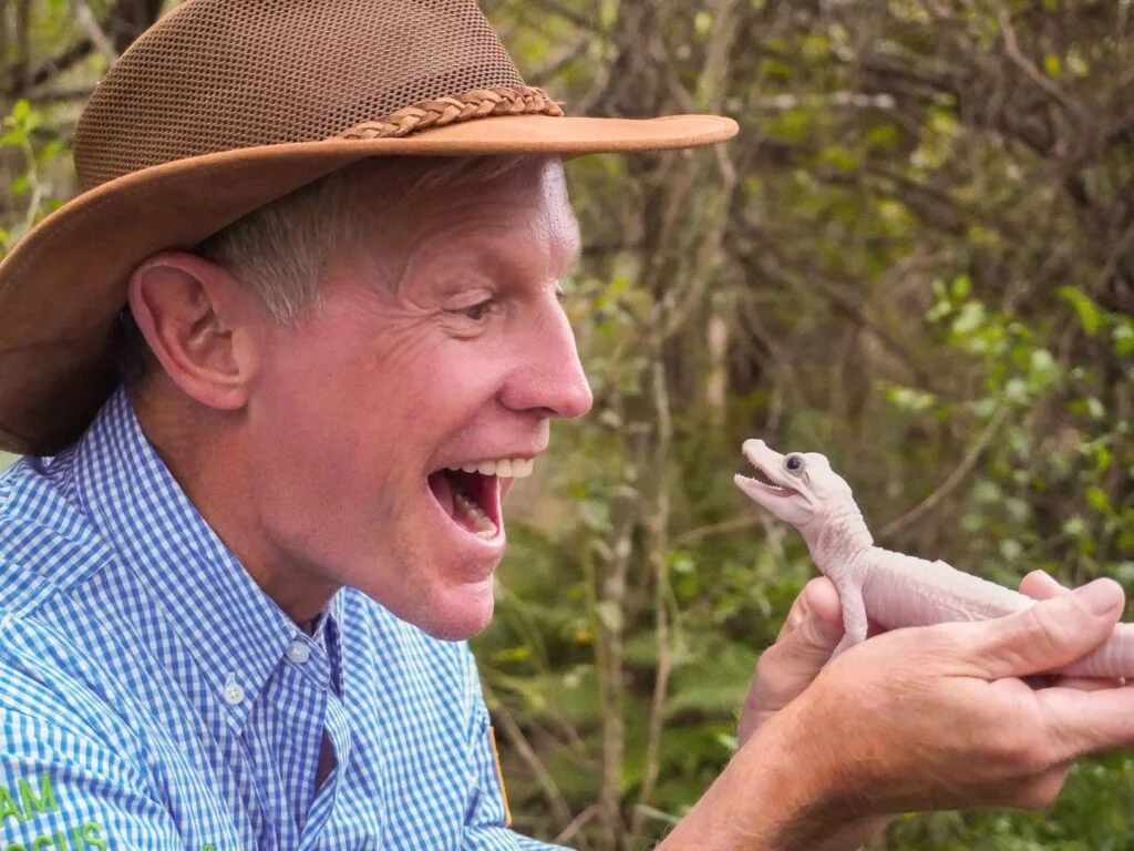 Image of Mark McHugh Holiday a New Baby Leucistic Gator