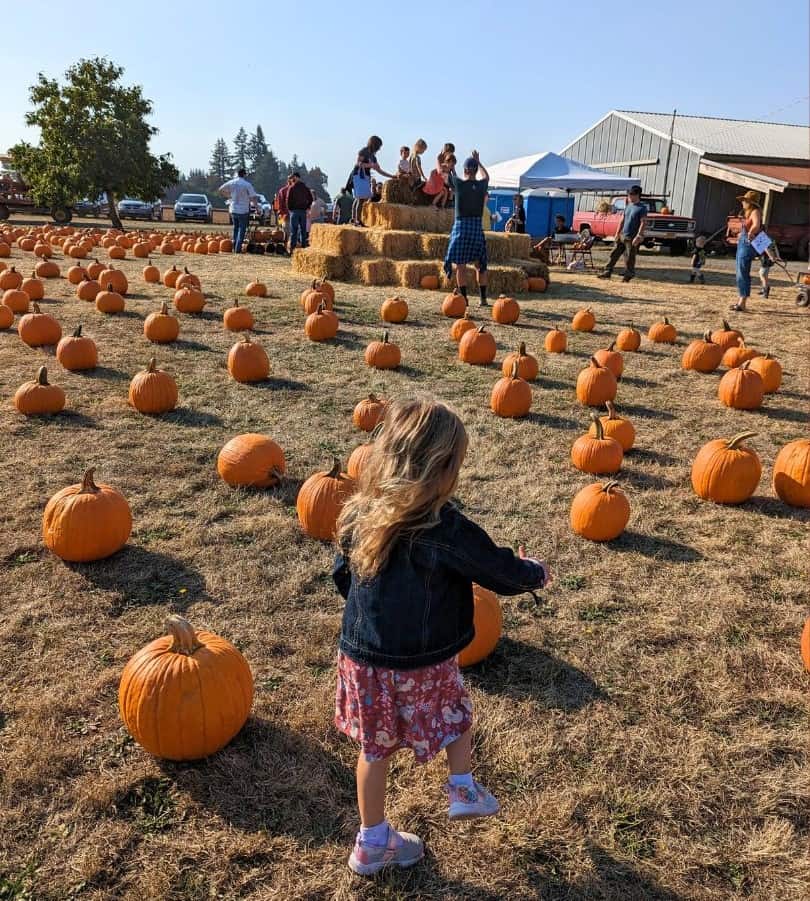 a toddler girl walking through pumpkin patch