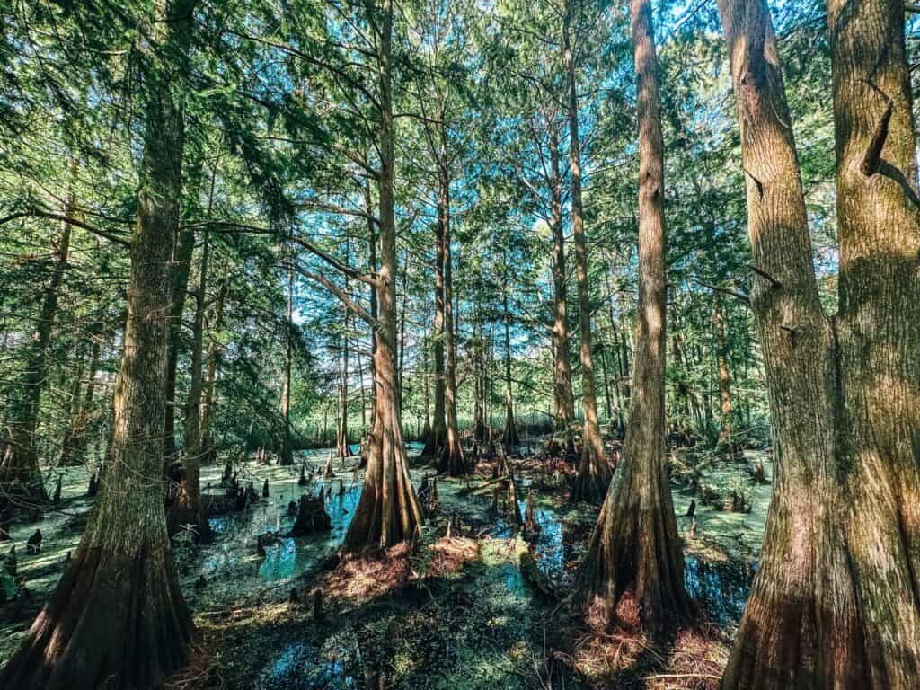 cypress trees at wild florida airboat tours