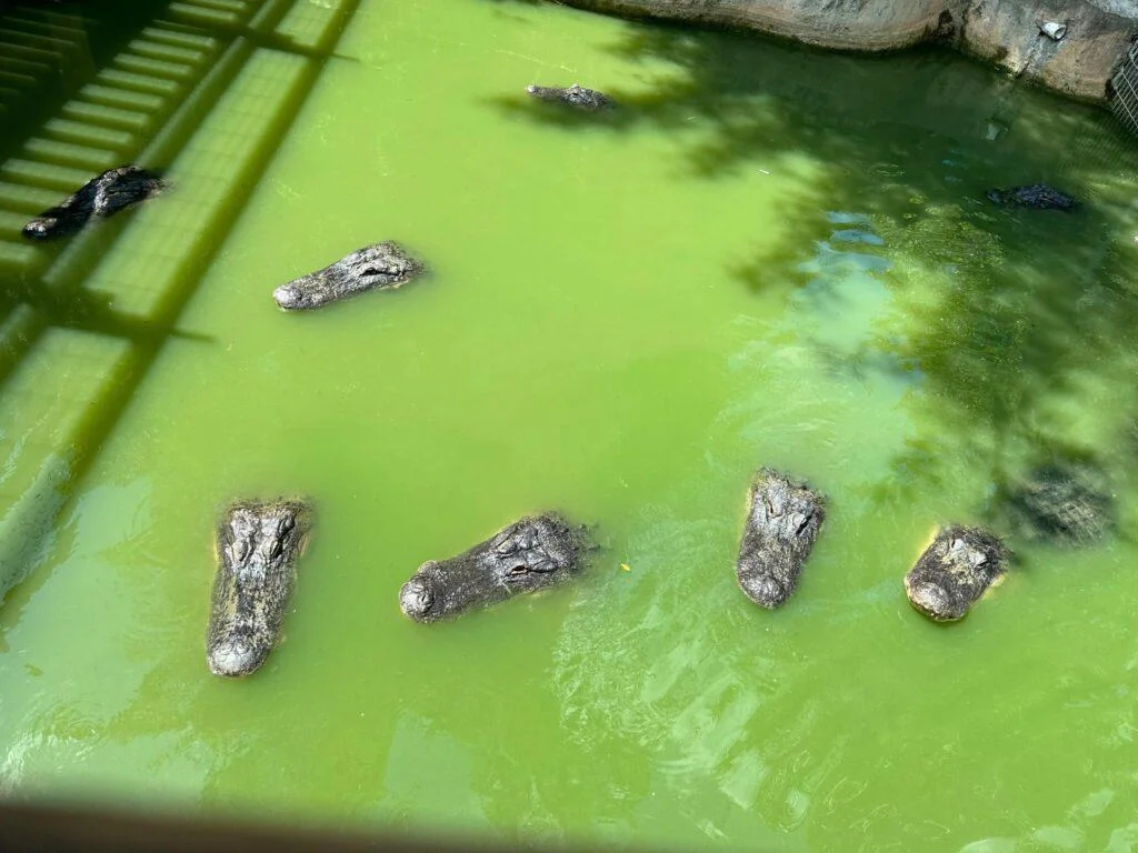 Gators in swamp area at Wild Florida Gator Park 