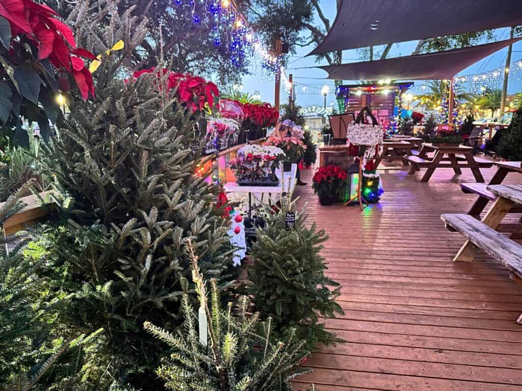 Christmas Trees for Sale at Shade House Apopka an outdoor bar