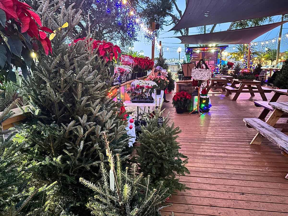 6 Adorable Christmas Tree Lots in Orlando to Visit with Kids Orlando