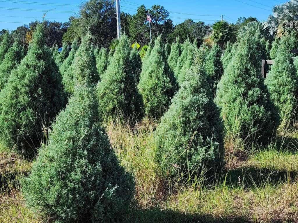 trees growing at Misty Mountain Christmas Tree Farm