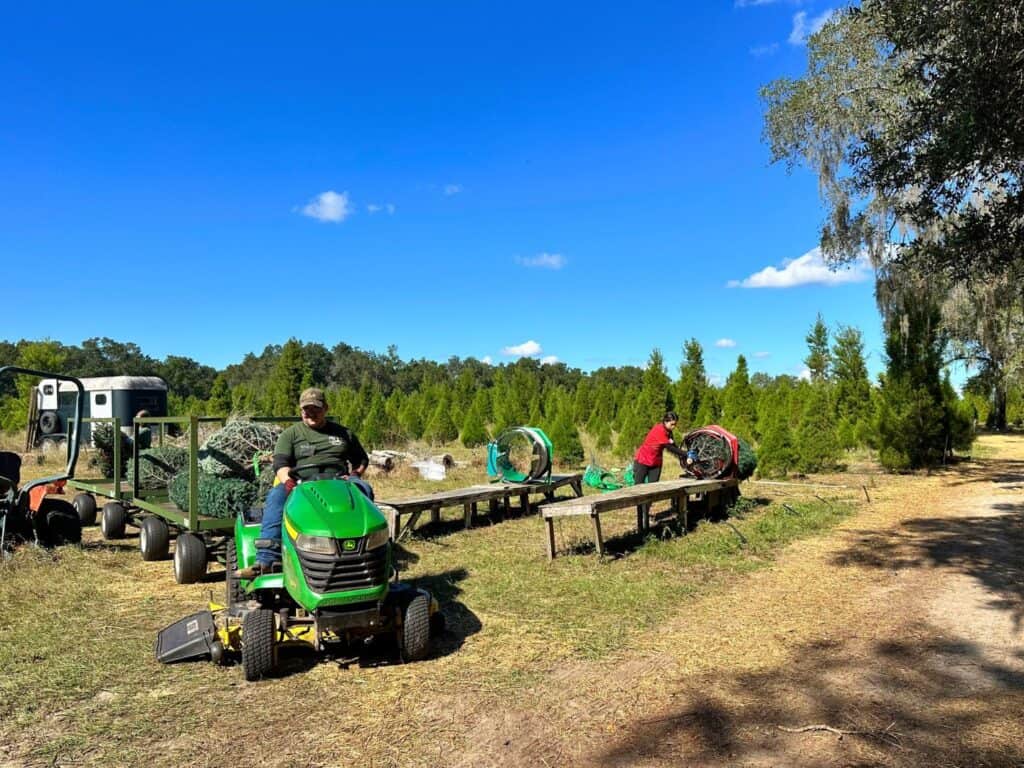 Santa's Farm Staff Preparing Fresh Cut Christmas Trees in field