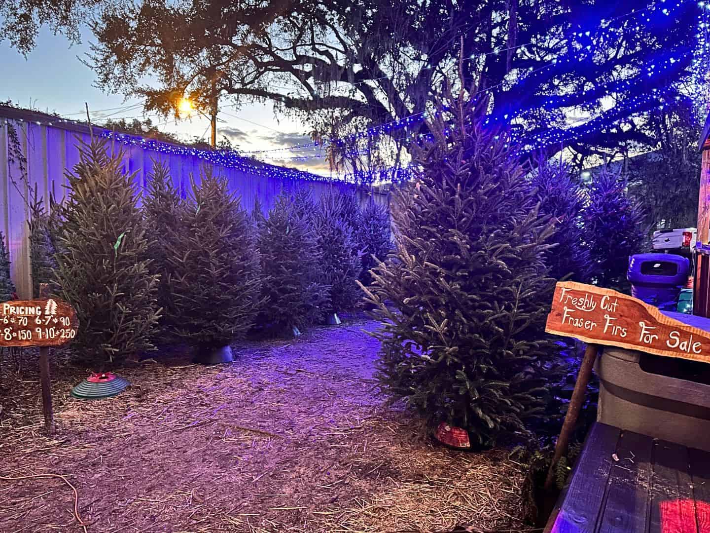 6 Adorable Christmas Tree Lots in Orlando to Visit with Kids Orlando