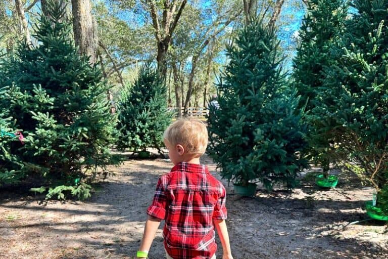 6 Adorable Christmas Tree Lots in Orlando to Visit with Kids