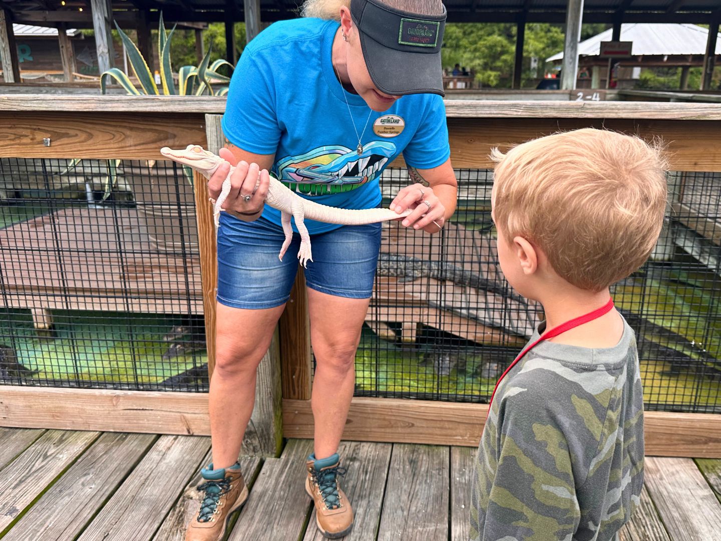 Young Boy View Albino Baby Gator at Gatorland during a presentation