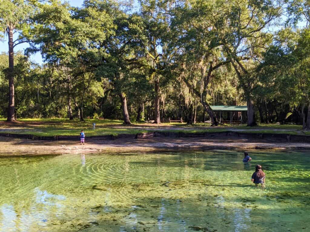Image of water and trees at Otter Springs