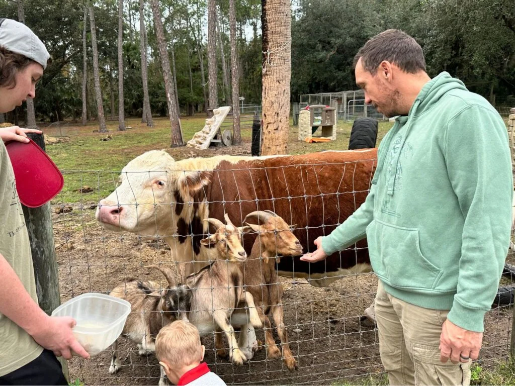 a father and son Feeding Goats and Cow at Green Acres Farm in Oviedo