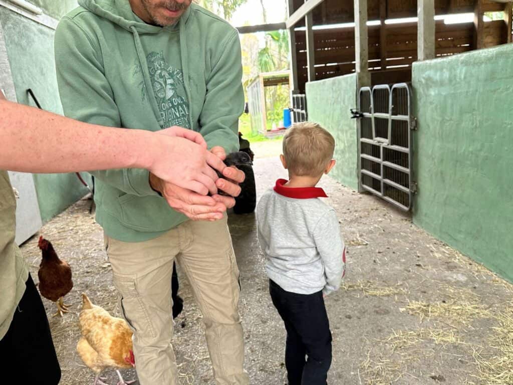 a father with young son Holding a Baby Chick at Green Acres Farm in Oviedo - image by Dani Meyering