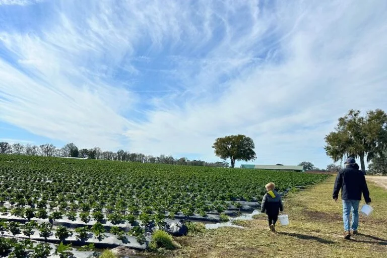Family-Friendly Orlando Farms for Oranges, Blueberries, Strawberries, Sunflowers, and More